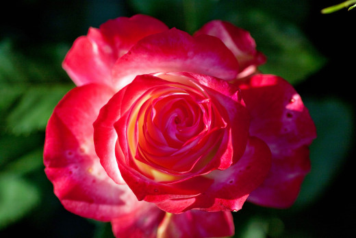 756616 (a): :2500x1666
